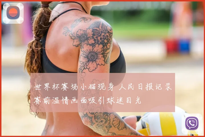 世界杯赛场小猫现身 人民日报记录赛前温情画面吸引球迷目光